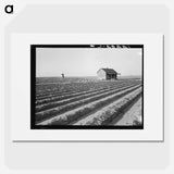 Abandoned tenant house seen across tractored fields - Dorothea Lange Poster.