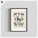 Antelope illustration from Kunstformen der Natur - エルンスト ヘッケル Poster.