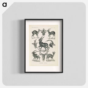 アートポスター-Antelope illustration from Kunstformen der Natur - エルンスト ヘッケル Poster.