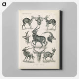 Antelope illustration from Kunstformen der Natur - エルンスト ヘッケル Canvas.