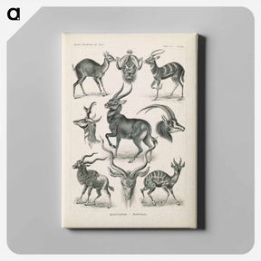 アートパネル-Antelope illustration from Kunstformen der Natur - エルンスト ヘッケル Canvas.