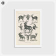 アートポストカード-Antelope illustration from Kunstformen der Natur - エルンスト ヘッケル Postcard.
