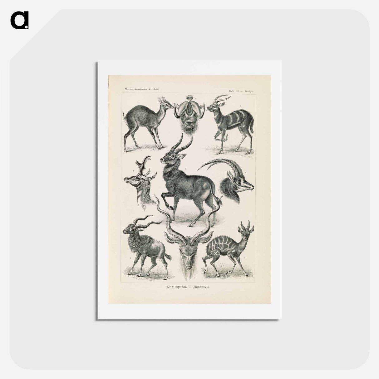アートポストカード-Antelope illustration from Kunstformen der Natur - エルンスト ヘッケル Postcard.