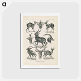 アートポストカード-Antelope illustration from Kunstformen der Natur - エルンスト ヘッケル Postcard.