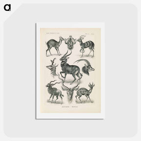 アートポストカード-Antelope illustration from Kunstformen der Natur - エルンスト ヘッケル Postcard.