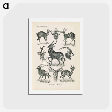 アートポストカード-Antelope illustration from Kunstformen der Natur - エルンスト ヘッケル Postcard.