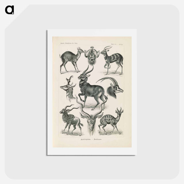 アートポストカード-Antelope illustration from Kunstformen der Natur - エルンスト ヘッケル Postcard.