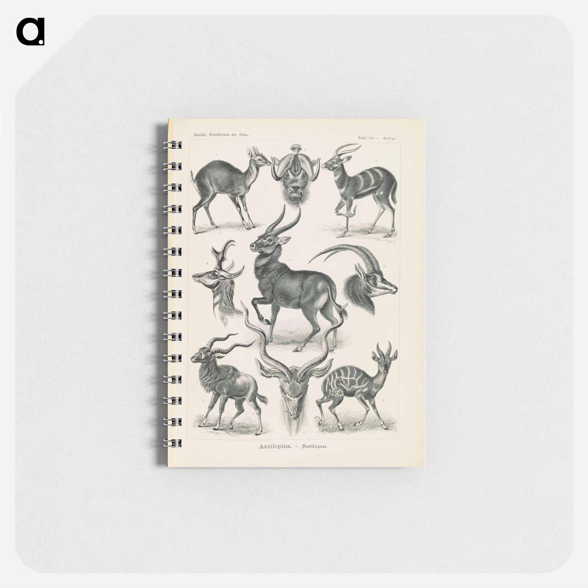 アートメモ帳-Antelope illustration from Kunstformen der Natur - エルンスト ヘッケル Memo.
