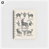 アートメモ帳-Antelope illustration from Kunstformen der Natur - エルンスト ヘッケル Memo.
