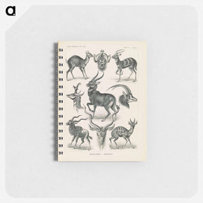 アートメモ帳-Antelope illustration from Kunstformen der Natur - エルンスト ヘッケル Memo.