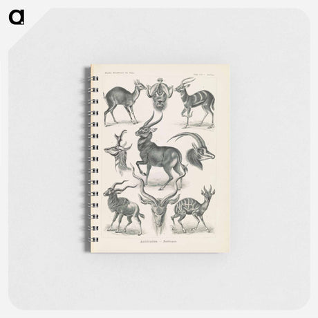 アートメモ帳-Antelope illustration from Kunstformen der Natur - エルンスト ヘッケル Memo.