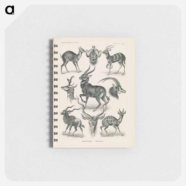 アートメモ帳-Antelope illustration from Kunstformen der Natur - エルンスト ヘッケル Memo.