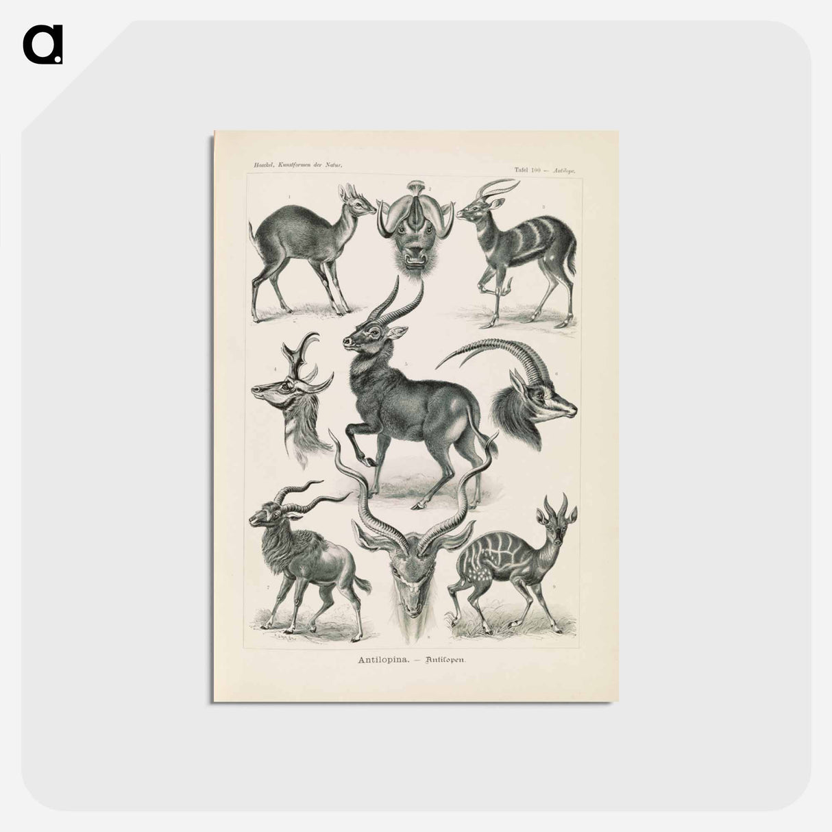 アートポストカード-Antelope illustration from Kunstformen der Natur - エルンスト ヘッケル Postcard.