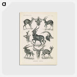 アートポストカード-Antelope illustration from Kunstformen der Natur - エルンスト ヘッケル Postcard.