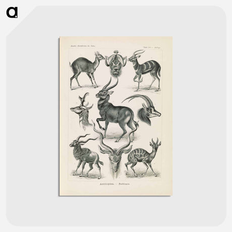 アートポストカード-Antelope illustration from Kunstformen der Natur - エルンスト ヘッケル Postcard.