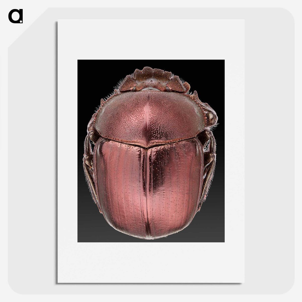 3-53_Insects-Unlocked-Project_picture