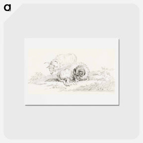 アートポストカード-Lying goat and a standing goat - ジャン ベルナール Postcard.