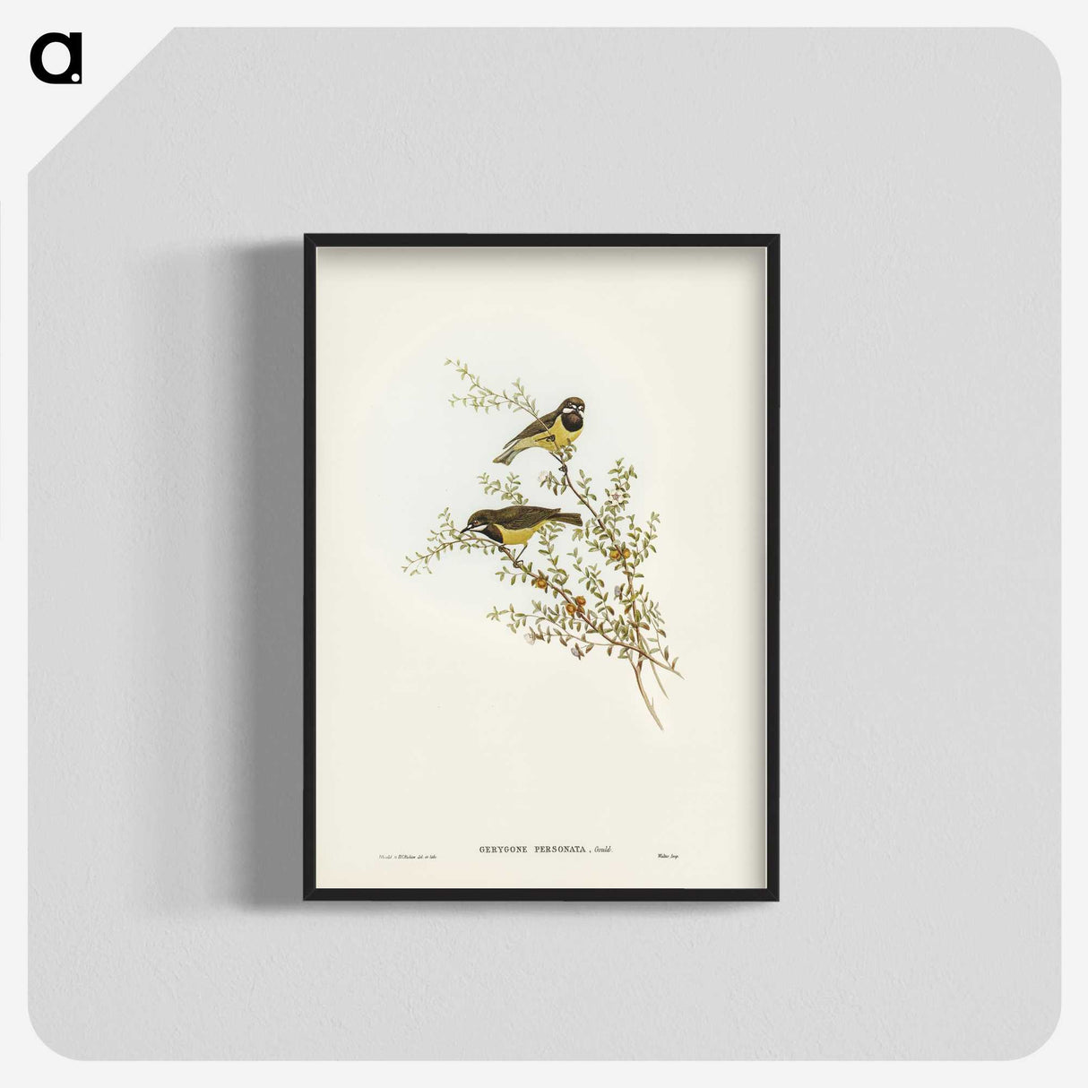 3-53_John-Gould_blk-crop