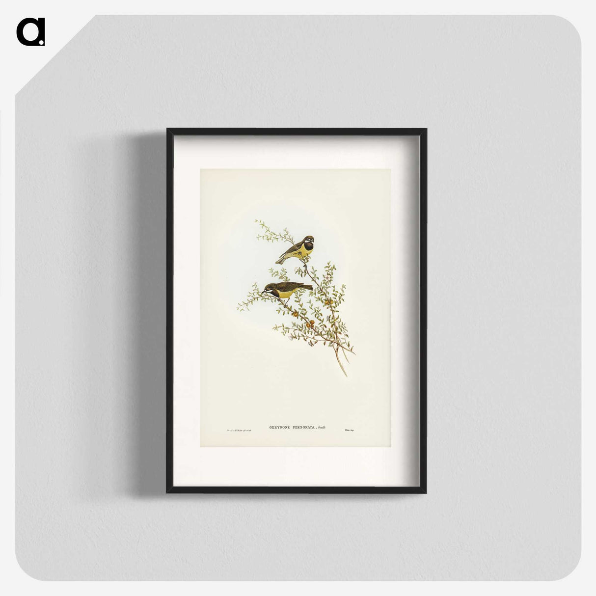 3-53_John-Gould_blk