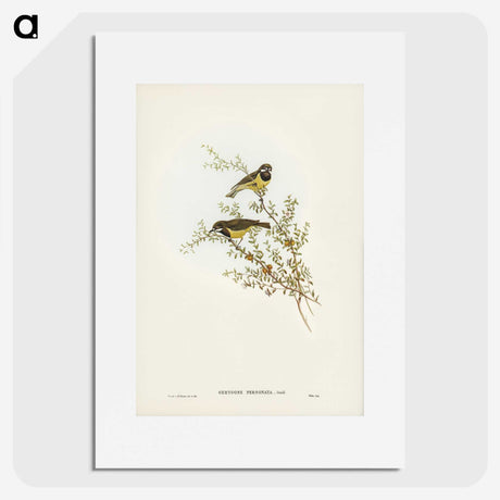 3-53_John-Gould_picture