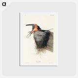 アートポストカード-Barn Swallow
 - ジョン ジェームス オーデュボン Postcard.