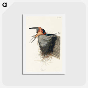 アートポストカード-Barn Swallow
 - ジョン ジェームス オーデュボン Postcard.