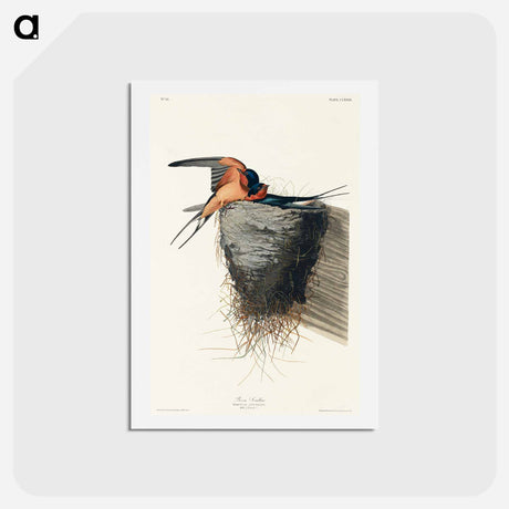 アートポストカード-Barn Swallow
 - ジョン ジェームス オーデュボン Postcard.