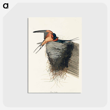 アートポストカード-Barn Swallow
 - ジョン ジェームス オーデュボン Postcard.