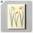 アートパネル-Narcissus
 - マリア ジビーラ メーリアン Canvas.