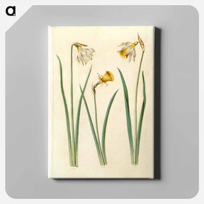 アートパネル-Narcissus
 - マリア ジビーラ メーリアン Canvas.