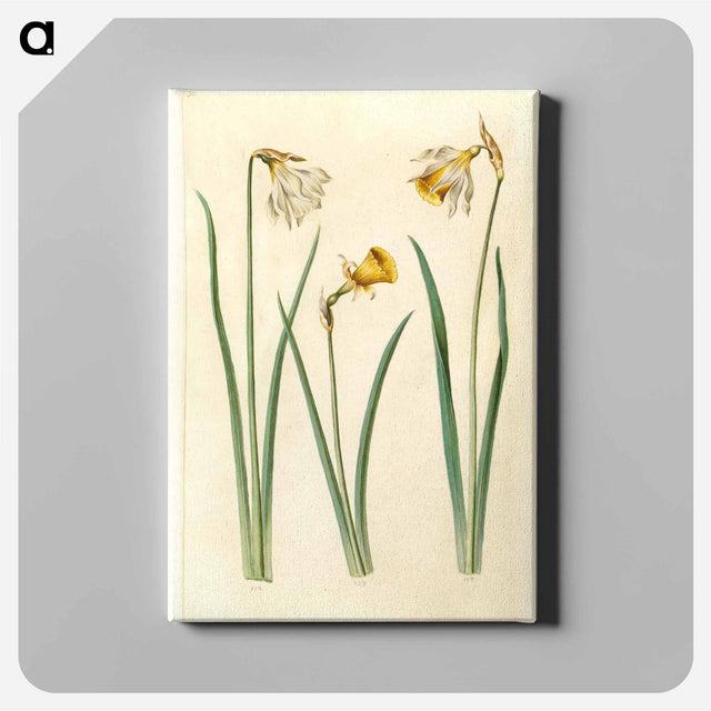 アートパネル-Narcissus
 - マリア ジビーラ メーリアン Canvas.