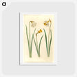 アートポストカード-Narcissus
 - マリア ジビーラ メーリアン Postcard.