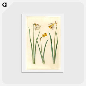 アートポストカード-Narcissus
 - マリア ジビーラ メーリアン Postcard.