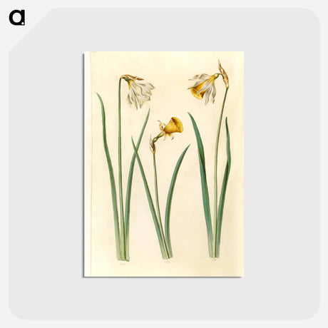 アートポストカード-Narcissus
 - マリア ジビーラ メーリアン Postcard.