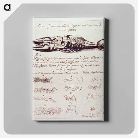 アートパネル-Dissected Crayfish
 - 国立医学図書館 Canvas.