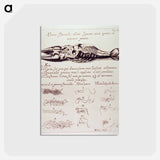 アートポストカード-Dissected Crayfish
 - 国立医学図書館 Postcard.