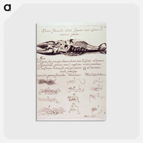 アートポストカード-Dissected Crayfish
 - 国立医学図書館 Postcard.