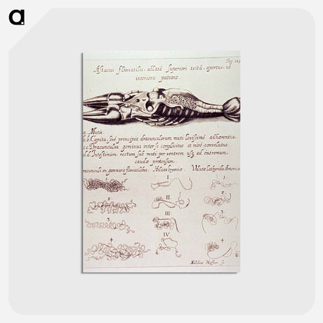 アートポストカード-Dissected Crayfish
 - 国立医学図書館 Postcard.