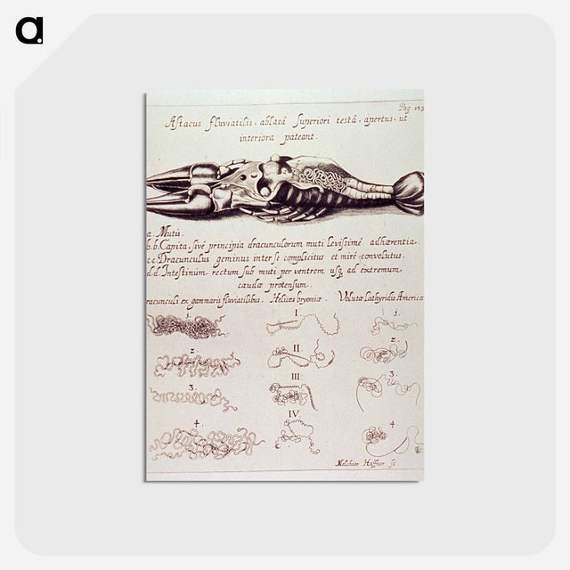 アートポストカード-Dissected Crayfish
 - 国立医学図書館 Postcard.