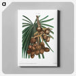 アートパネル-Date palm - ピエール ジョゼフ ルドゥーテ Canvas.