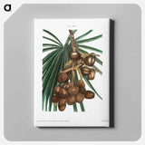 アートパネル-Date palm - ピエール ジョゼフ ルドゥーテ Canvas.