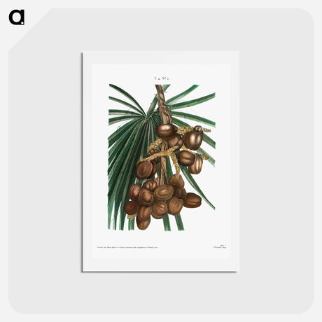 アートポストカード-Date palm - ピエール ジョゼフ ルドゥーテ Postcard.