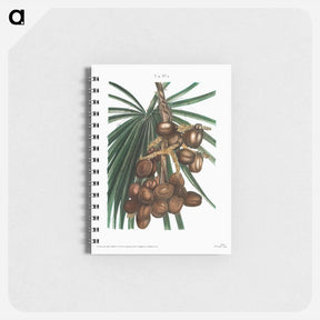 アートメモ帳-Date palm - ピエール ジョゼフ ルドゥーテ Memo.