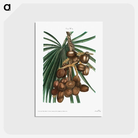 アートポストカード-Date palm - ピエール ジョゼフ ルドゥーテ Postcard.