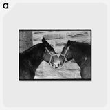 アートポストカード-Mules, Brownwood, Texas
 - ラッセル リー Postcard.