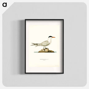 アートポスター-Caspian Tern
 - スヴェンスカ フォグラル Poster.