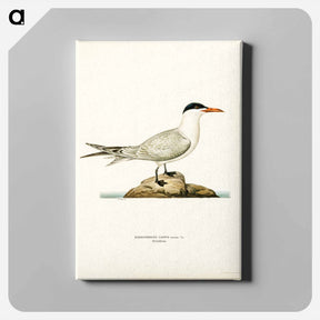 アートパネル-Caspian Tern
 - スヴェンスカ フォグラル Canvas.