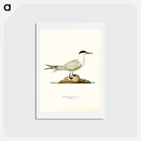 アートポストカード-Caspian Tern
 - スヴェンスカ フォグラル Postcard.