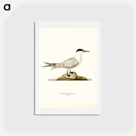 アートポストカード-Caspian Tern
 - スヴェンスカ フォグラル Postcard.