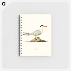 アートメモ帳-Caspian Tern
 - スヴェンスカ フォグラル Memo.